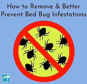 How to Remove & Better Prevent Bed Bug Infestations