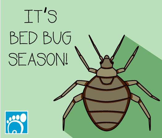 It’s Bed Bug Season!